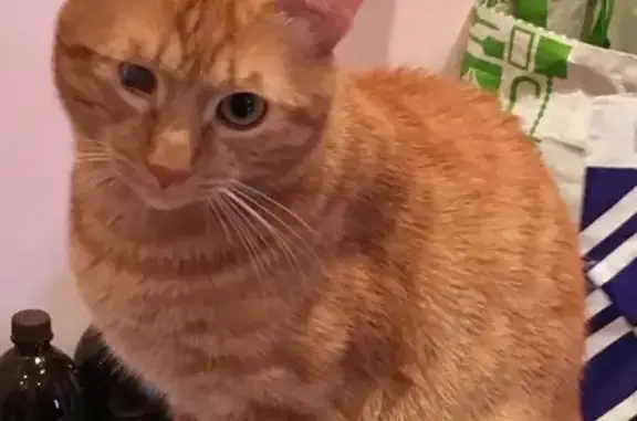 Кошки потеряшки, Москва, фото: Потеряшка рыжий кот Левушка в деревне Мелюшино, Рязанская обл.