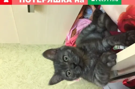Пропал кот Кокс в Добруни, Брянская область