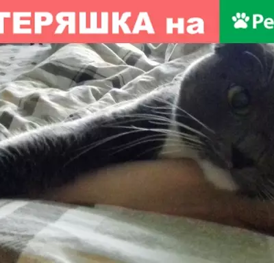 Кошки потеряшки, Москва, фото: Потеряшка кошка Маруся в Москве на проезде Шокальского