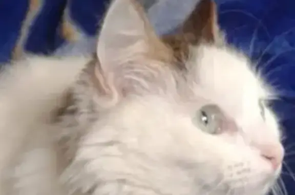 Кошки потеряшки, Москва, фото: Потеряшка кошка на Высокой улице, Москва