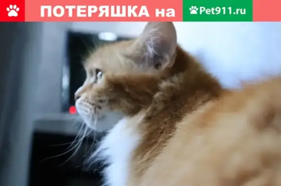 Пропала кошка по адресу Геловани 24, Севастополь