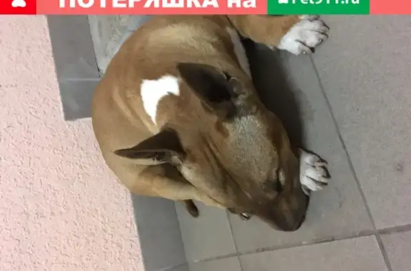 Собака Бультерьер с белым пятном на шее найдена в Калининграде