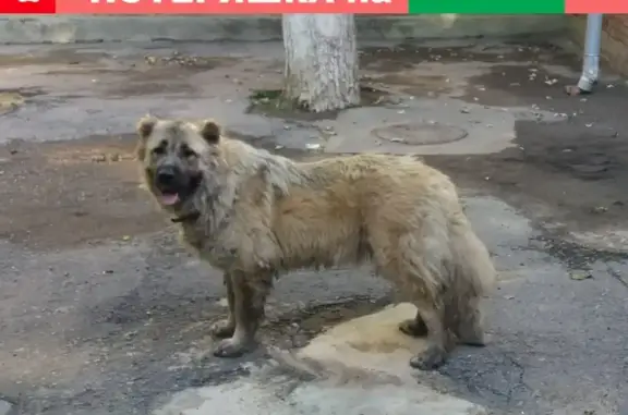 Найдена собака на Инициативной улице, Ростов-на-Дону