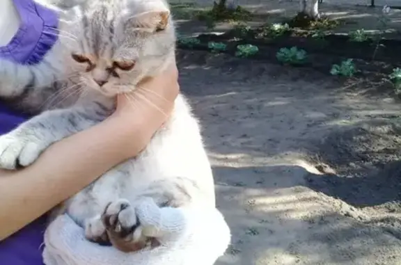 Найдена кошка в районе КТ Галактика, Омск
