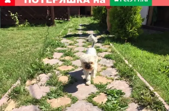 Пропала собака в СНТ Костино, Калужская область