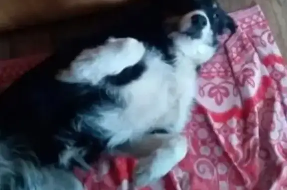 Собаки потеряшки, Липецк, фото: Потеряшка собака в Липецке!