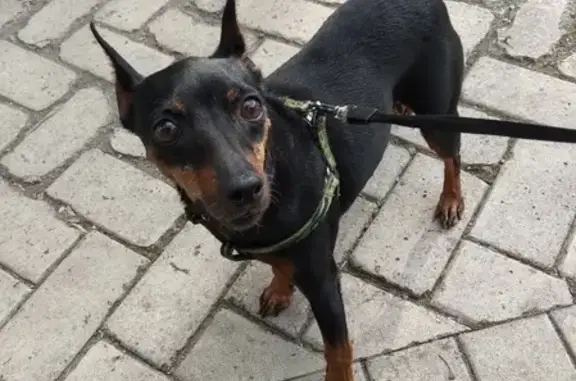 Собака Цвергпинчер найдена в Москве, метро Орехово