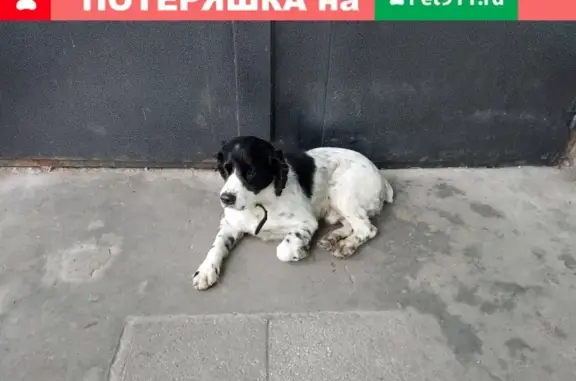 Найдена собака, Нижний Новгород, фото: Найдена собака на Волжской набережной 10