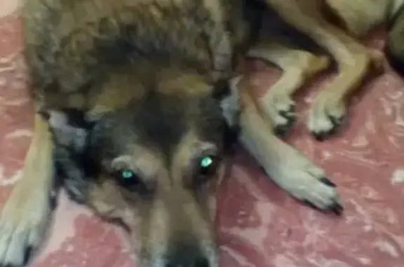 Потерянные животные Москва, фото: Пропала собака в Чертаново Южное, Москва #lostpet