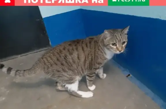 Найдена кошка на ул. 1-ая Рабочая, ищут хозяина или передержку