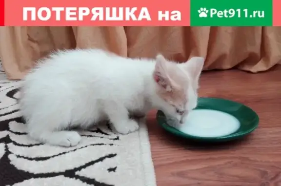 Найден котенок у Зареченской, ищет передержку.