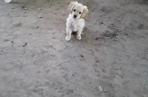 Пропала собака на улице Азина 102 в Цимлянске