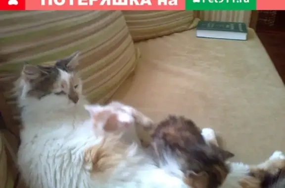 Пропала кошка на пр. Победы Революции, 115 в Шахтах