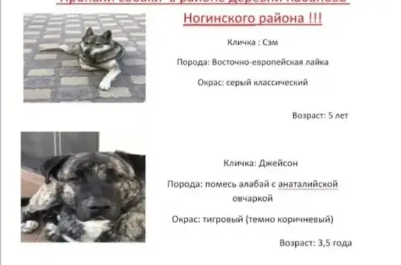 Пропали две собаки в д. Кабаново, Московская область