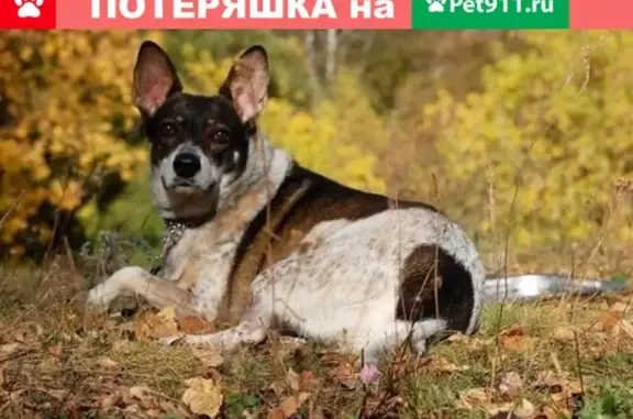 Пропала собака с белыми пятнышками в Геленджике