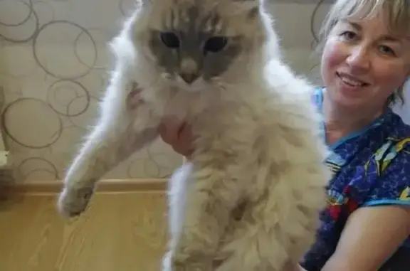 Найдены кошка и кот на Сурикова 15 в Кирове
