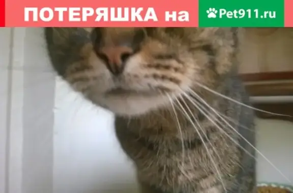 Найдена кошка Кот на ул. Академика Миллионщикова, д. 14