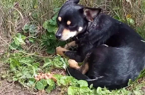 Найдена собака в Новой Усмани с поврежденной лапой!
