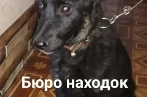 Найдена собака в Архангельске с ошейником