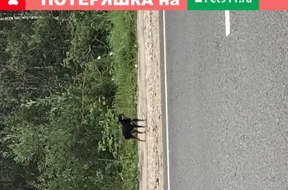 Найдена собака на трассе торфы в Нижнем Новгороде