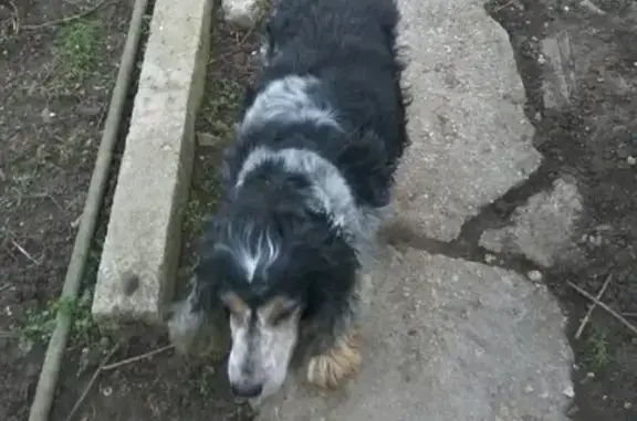 Пропала собака Луи в Симферополе, нужна помощь!