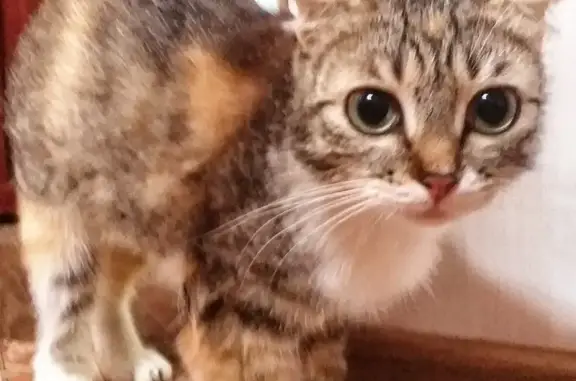 Найдена кошка в станице Азовской, ищем хозяев