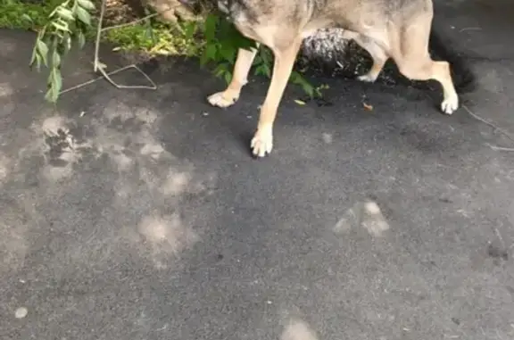 Найдена собака на ул. Васильева, ошейник зеленого цвета.