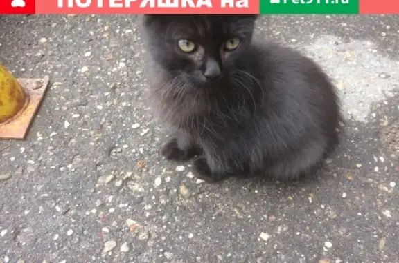 Найден домашний котенок в Казани