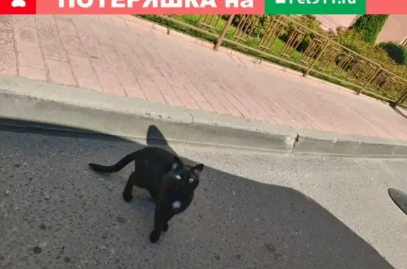 Найдена кошка на Смоленском пер. 8, Тверь.