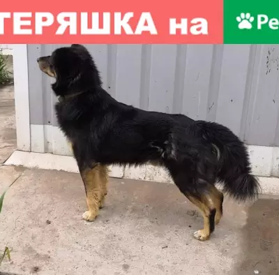 Найдена собака в Братске 15.06.2019