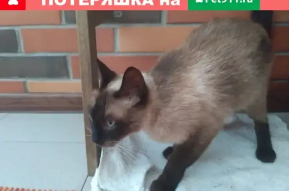 Найдена сиамская кошка в районе рынка, Крымск