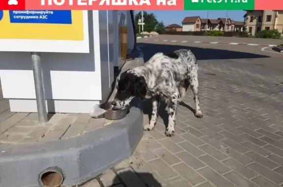 Собака на заправке в Кущёвской станице