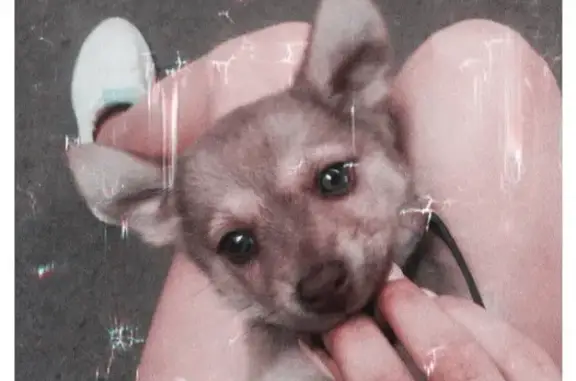 Собаки потеряшки, Липецк, фото: Потеряшка щенок Филя в районе опытной, вознаграждение