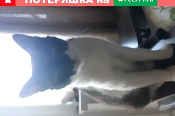 Пропала кошка Муся на дороге Иваново-Фурманов 9км, звоните 89092487950