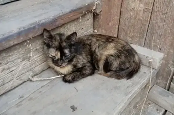 Пропала кошка в Кировском районе, Волгоград, возле остановки 