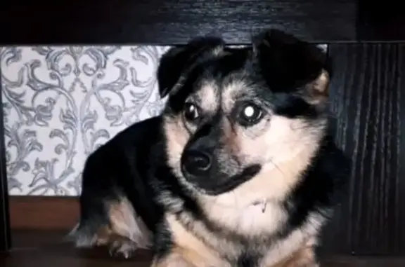 Собаки потеряшки, Курск, фото: Потеряшка собака в районе КЗТЗ, кличка 