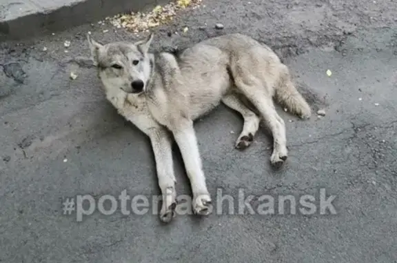 Пропала собака на Левом берегу Новосибирска
