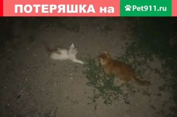 Пропала кошка в Таганроге