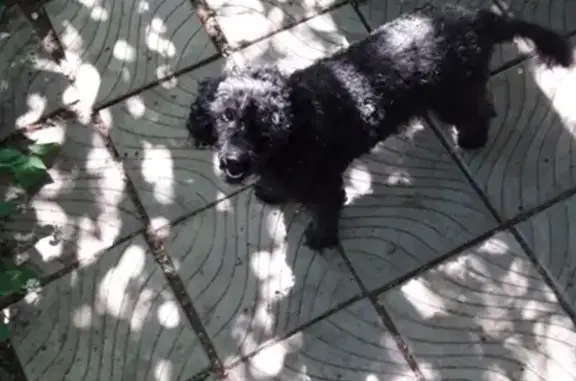 Пропала собака в Подольске, снт37 район Добрятино, чёрный карликовый пудель Дина.