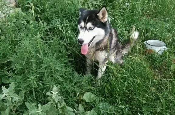 Найдена собака Хаски в с.Солодча, Волгоград
