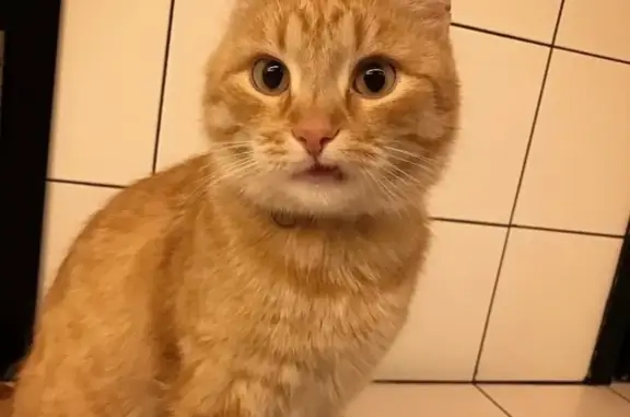 Потерянные животные Москва, фото: Пропала кошка в районе Парка Горького, Москва