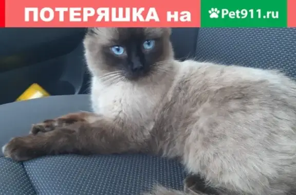Найден кот в Сургуте: ищем хозяев!