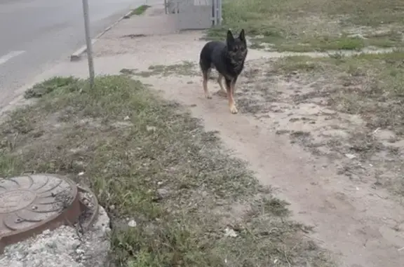 Найдена собака на Шигаева, Ульяновск