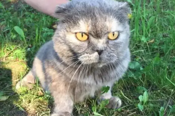 Найдена породистая кошка у реки Коптязино, Москва