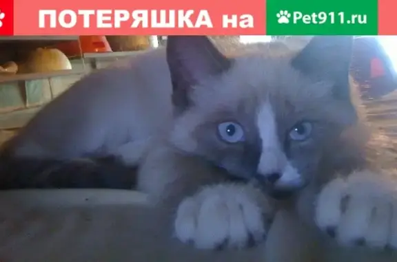 Пропала кошка Котик в Ивантеевке, ул. Кирова.