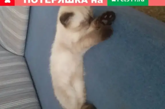 Найден сиамский котёнок на Карагандинской ул. (Оренбург)