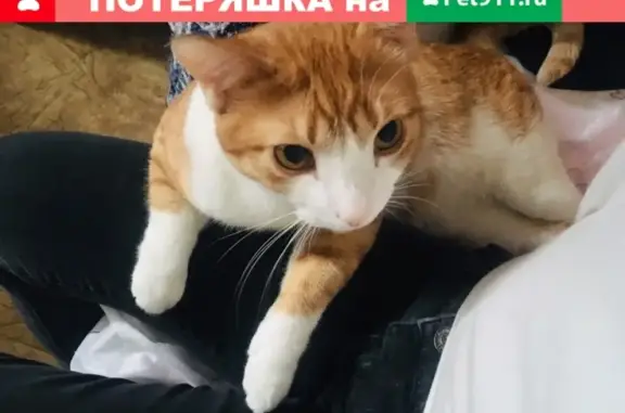 Потерянные животные Москва, фото: Пропала кошка на пр. Защитников Москвы (дублёр)