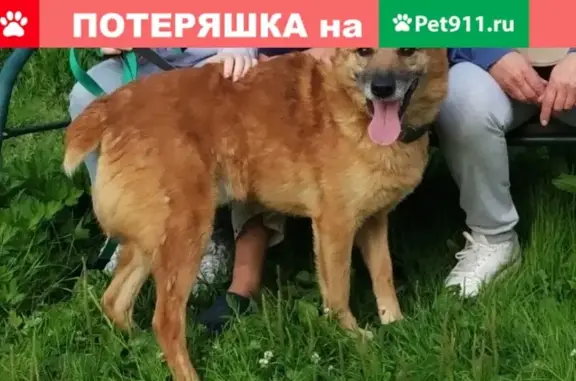 Пропала собака по кличке Джек в Климовске, СРОЧНО!