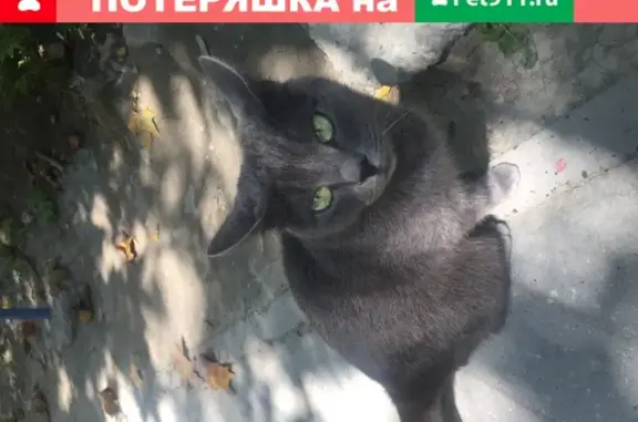 Найдена кошка на Малоземельской, Новороссийск