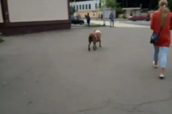 Найдена собака с ошейником в Москве, метро Измайловская.